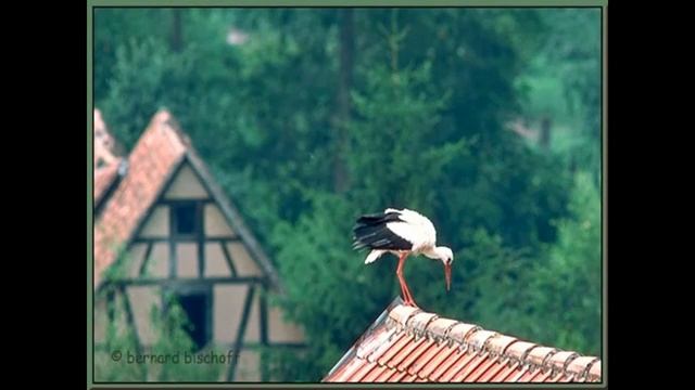 Les sigones de l'Alsace смотреть онлайн