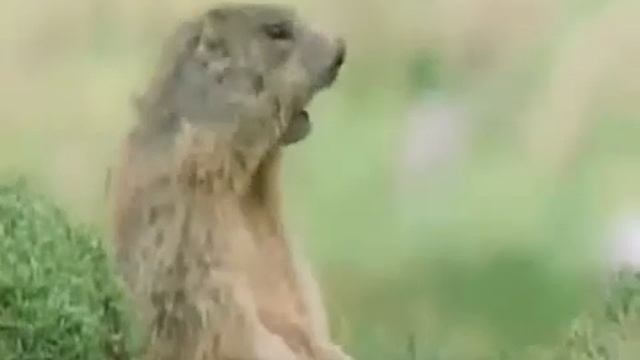 Мир с животными.Mir s jivotnami смотреть онлайн