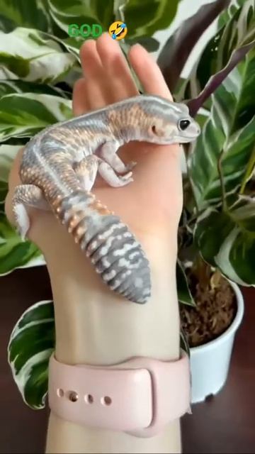 #lizard 🦎😨#who is a great artist??? #shorts | How to draw смотреть онлайн