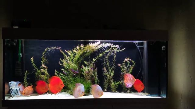 Дискусы/Discus in juwel 240! смотреть онлайн