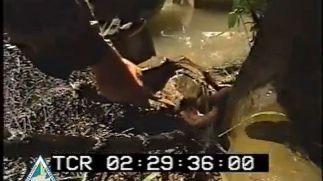 Alligator Snapping Turtle Bites Researcher смотреть онлайн