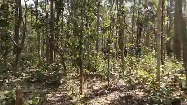 Natural Regeneration of Sal (Shorea robusta) : Bastar forest division, Chhattisgarh смотреть онлайн