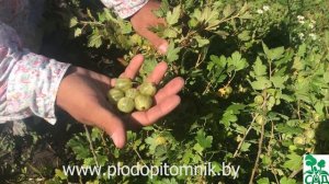 Крыжовник Уральский бесшипный. Зелёный крыжовник без шипов.