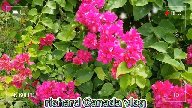 #harden naka relax @richard Canada vlog смотреть онлайн