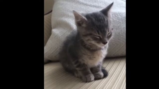 Котенок очень хочет спать смотреть онлайн