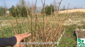 Обрезка, посадка малины и малины ремонтантной.