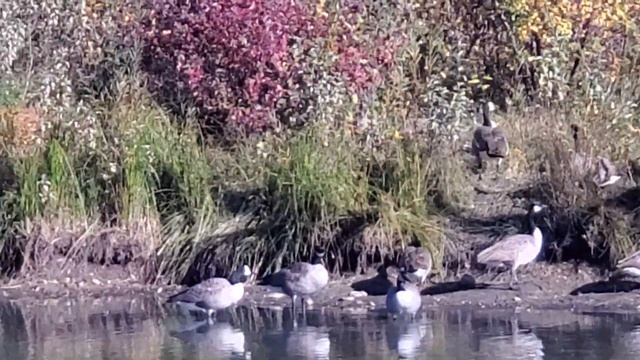 Geese Honking In Mckenzie Trails Park смотреть онлайн