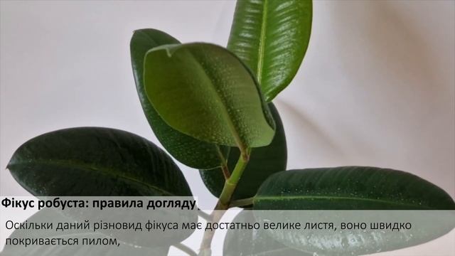 Фікус робуста: правила догляду смотреть онлайн