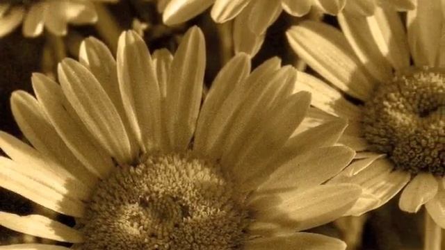 Select Sepia Photography смотреть онлайн