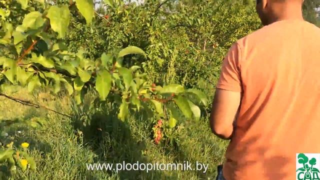 Слива китайская сорт Скороплодная смотреть онлайн