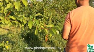 Слива китайская сорт Скороплодная