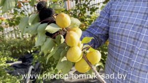 ВИДЕО ЗИМОСТОЙКИХ СОРТОВ АБРИКОСА ДЛЯ СРЕДНЕЙ ПОЛОСЫ