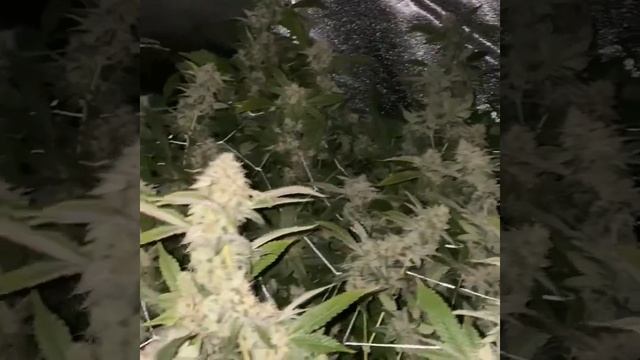 Harvest video || 2 lbs One Plant!!! || 2g per Watt || Check description смотреть онлайн