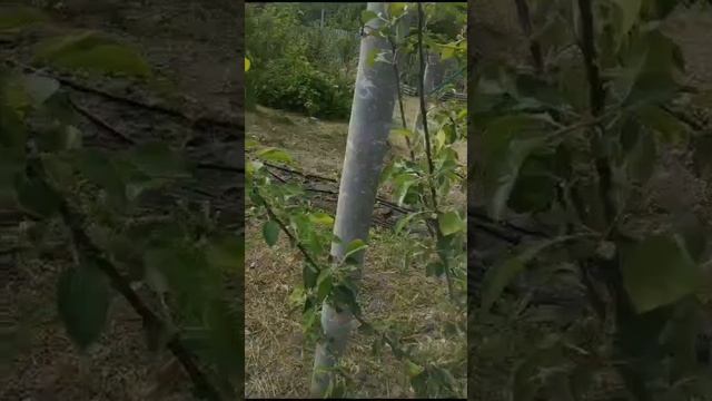 Наш сад смотреть онлайн