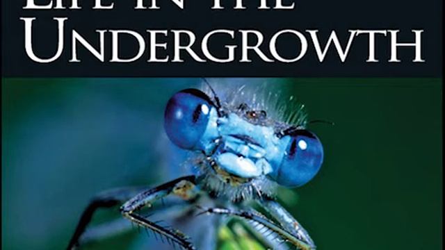 Life in the Undergrowth (2005) - Ben Salisbury & David Poore смотреть онлайн