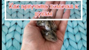 Как приучить джунгарского хомяка к рукам? Забота о джунгарике дома.