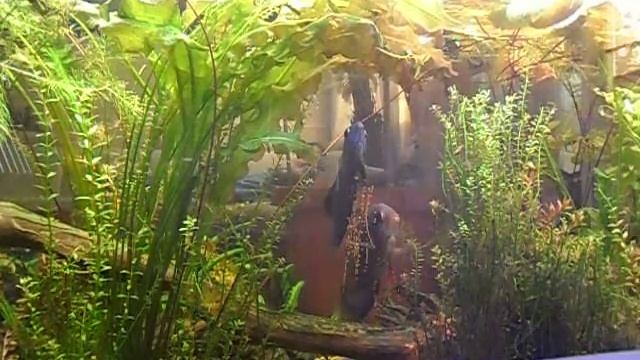 Оформление аквариумов akva-service.com смотреть онлайн