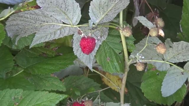 Малина сорт Бальзам смотреть онлайн