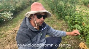 Смородина белая сорт ВИКСНЕ БЕЛАЯ. Ранний, сладкий и урожайный сорт смородины.