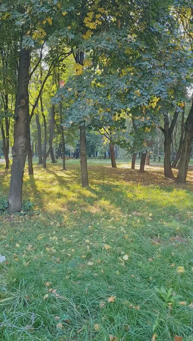 В парке под дубом 22.09.2023