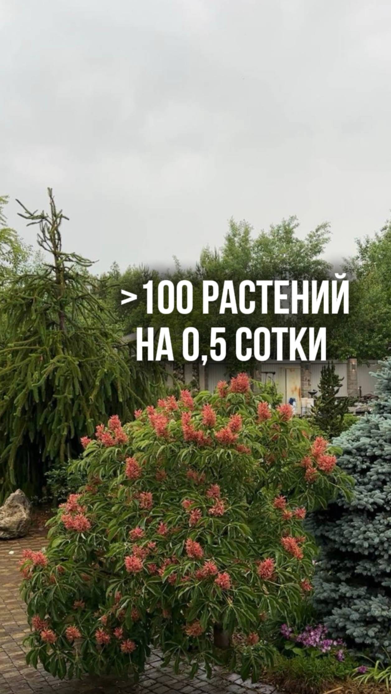 Лето 2024. Беседа с ведущей YouTube канала «ЭКОПЛАНТ Питомник Растений» Софьей Тихомировой. смотреть онлайн