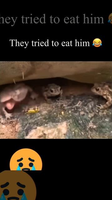 They tried to eat him🤗 Like and share #shorts #funny #youtubeshorts #viral #video смотреть онлайн
