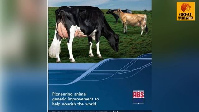 जनावरांच्या सिमेन विषयी संपूर्ण माहिती ! how to best Semen in dairy farming | Great Maharashtra смотреть онлайн