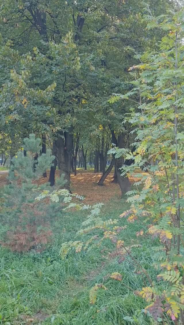 Рябина 22-09-2023