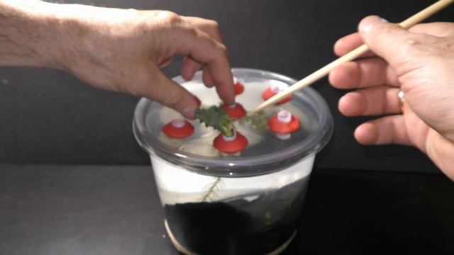 How to Grow Lifesaver Plant in Water смотреть онлайн