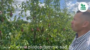 Груша ТАЛГАРСКАЯ КРАСАВИЦА. Обзор плодоношения в нашем питомнике на 5 год после посадки.