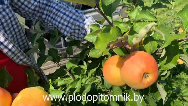 Яблоня сорт АНТОНОВКА ЗОЛОТАЯ. Редкий клон Антоновки обыкновенной летнего срока созревания смотреть онлайн