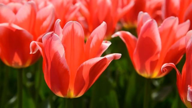 Relax your mind looking at amazing world of flowers (релакс глядя на удивительный мир цветов) смотреть онлайн