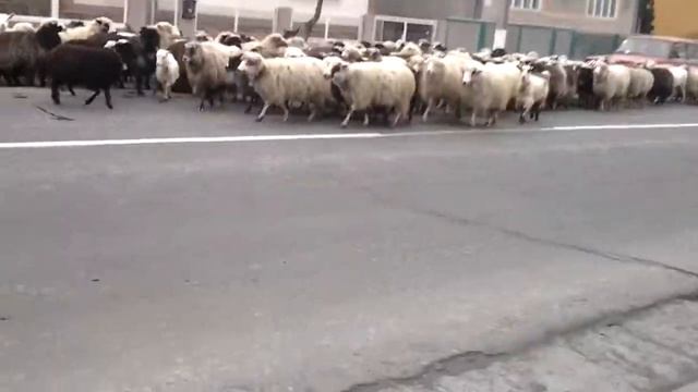 20151126 104620 Стеблівка отара овець смотреть онлайн