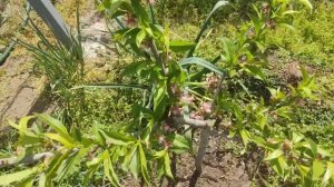 Обработка абрикоса и персиков. Итоги весны.