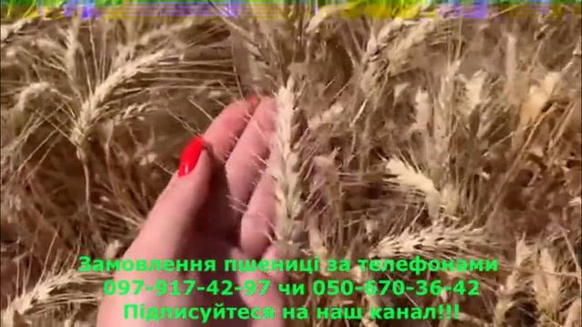 Пшениця Нива Одеська - Рост Агро смотреть онлайн