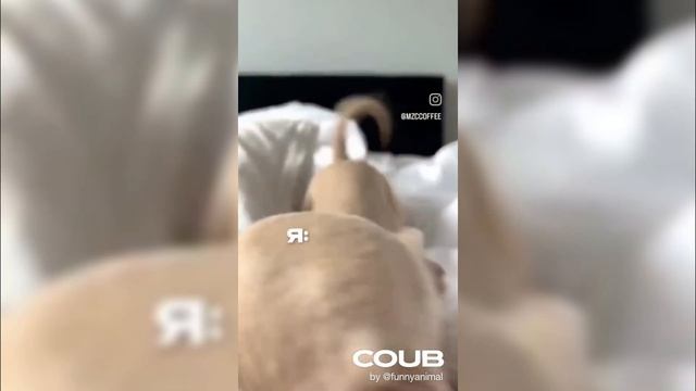 10 МИНУТ ПРИКОЛОВ | ЛУЧШИЕ ПРИКОЛЫ МАЙ 2024 | BLADE COUB #75 смотреть онлайн