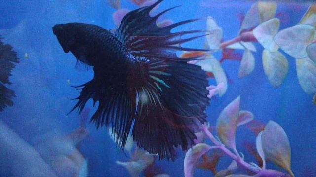 Петушок в РЫБятах 2019 04 19 22 07 01 смотреть онлайн