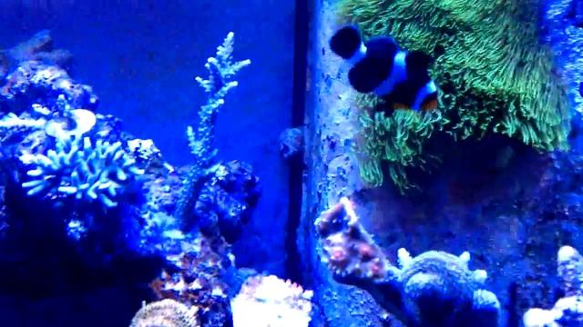Almost all black clownfish. Similar to Sanjay's Photon but not. смотреть онлайн