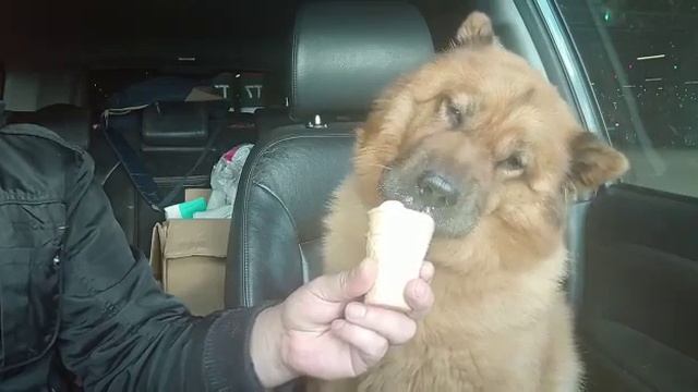 кушает мороженое хитропопая красотка смотреть онлайн