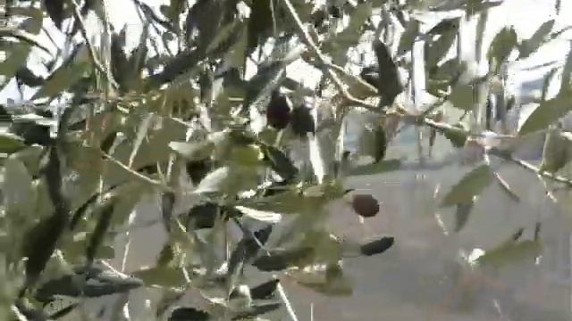 Azienda Vitivinicola "Torre del Poggio" смотреть онлайн