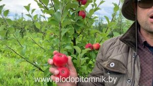 Яблоня полукультурка сорт СЕРЕБРЯНОЕ КОПЫТЦЕ.  Неубиваемый летний сорт яблок.