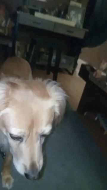 My Dog Is Albert Einstein Reincarnated!🤔 #shorts #short #dog #viral #trending #shortvideo #youtube смотреть онлайн