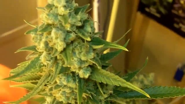 Critical Sensi Star Harvest смотреть онлайн