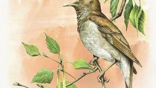 Соловьи | И. А. Крылов смотреть онлайн
