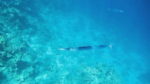 Сарганы. Красное море. Шарм-эш-Шейх. Шаркс-Бей. 2024