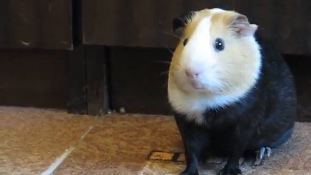Guinea pig's tricks. Trick № 5 "Big sister is watching you!" смотреть онлайн