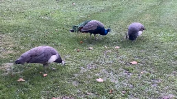 Flügel - Nautilus Pompilius