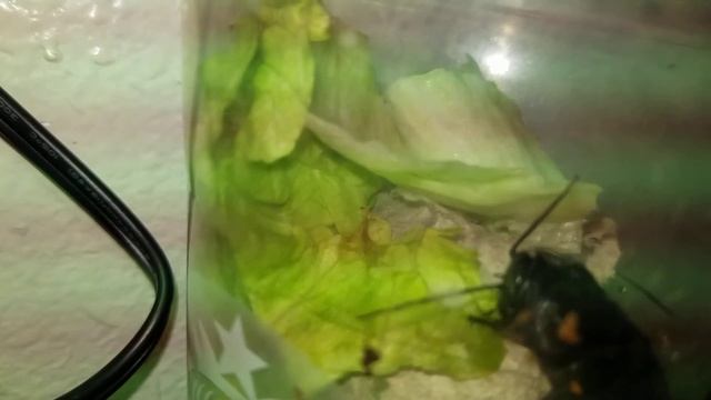Madagascar hissing cockroach eating lettuce. смотреть онлайн