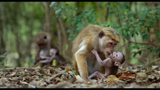 Disneynature MONKEY KINGDOM Clip - Kip смотреть онлайн