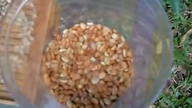 Coffee naturally: growing, harvesting and roasting coffee in Townsville, North Queensland смотреть онлайн